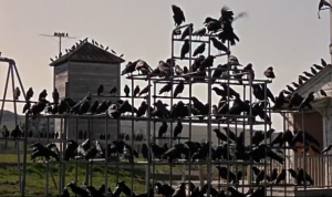 birds1a