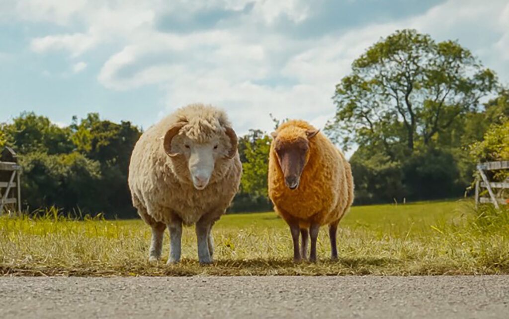 The Sheep Detectives 