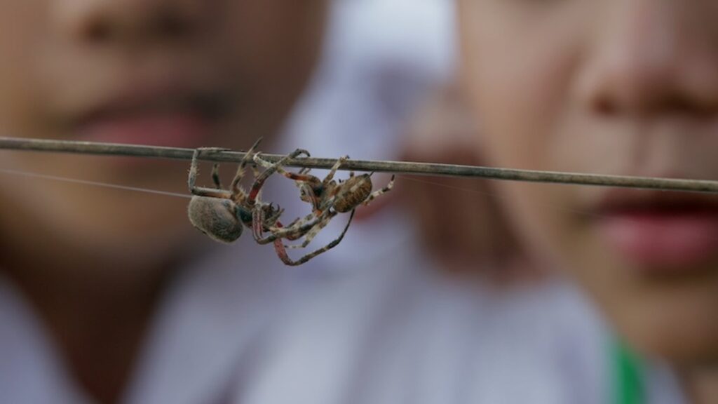 Cinemalaya 2026: âGanggangâ Explores Bullies Learning to Carry Bigger Weapons The titular spider fighting in action.