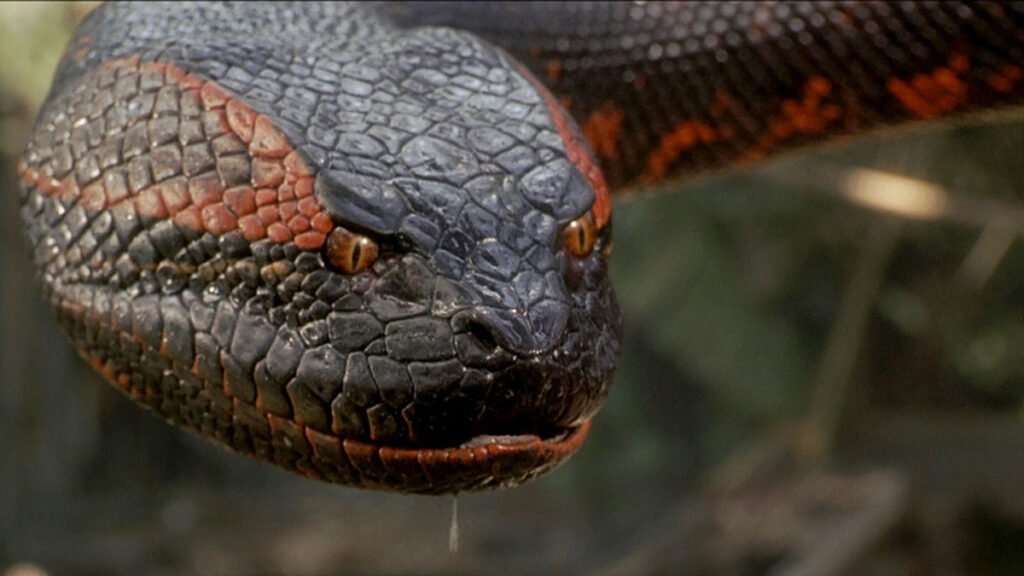 ‘Anaconda’s’ Terror and Tension Are Nonexistent as the Movie Forgets it’s a Snake Film Anaconda